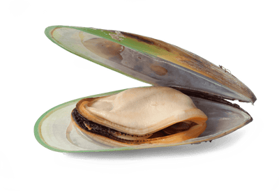 GREEN-LIPPED MUSSELS